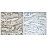 Immunohistochemistry - Anti-NT-4 Antibody (R12-2276) - Antibodies.com