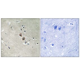 Immunohistochemistry - Anti-NPTN Antibody (C17029) - Antibodies.com