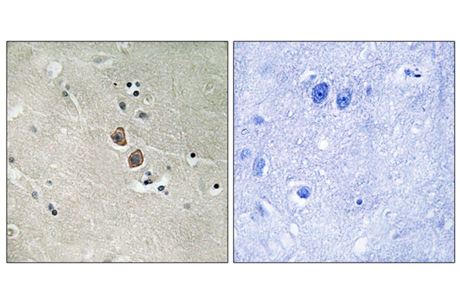 Immunohistochemistry - Anti-NPTN Antibody (C17029) - Antibodies.com