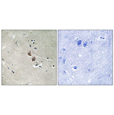 Immunohistochemistry - Anti-NPTN Antibody (C17029) - Antibodies.com