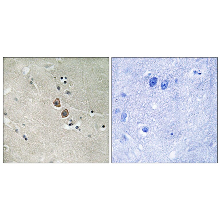 Immunohistochemistry - Anti-NPTN Antibody (C17029) - Antibodies.com