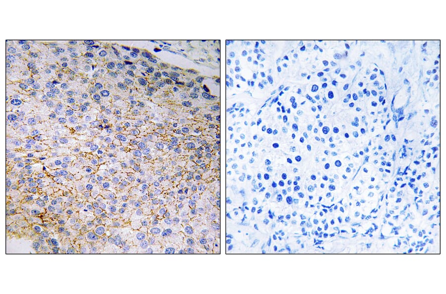 Immunohistochemistry - Anti-NOX3 Antibody (C16865) - Antibodies.com
