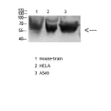 Western Blot - Anti-NOX3 Antibody (C16865) - Antibodies.com