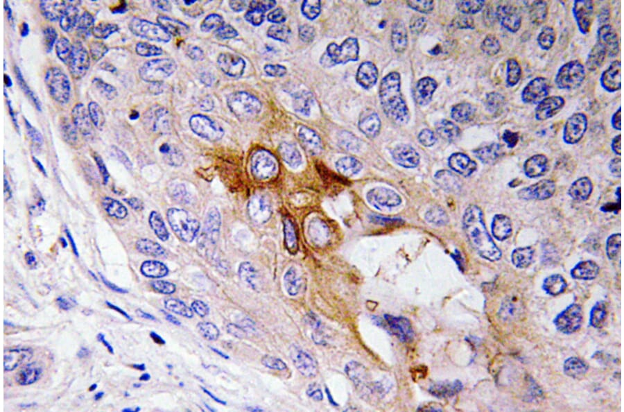 Immunohistochemistry - Anti-NF-L Antibody (R12-2262) - Antibodies.com