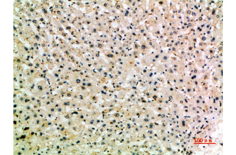 Immunohistochemistry - Anti-MSR1 Antibody (C30539) - Antibodies.com