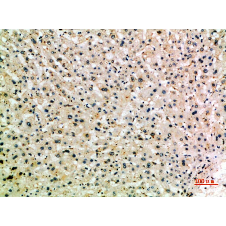 Immunohistochemistry - Anti-MSR1 Antibody (C30539) - Antibodies.com