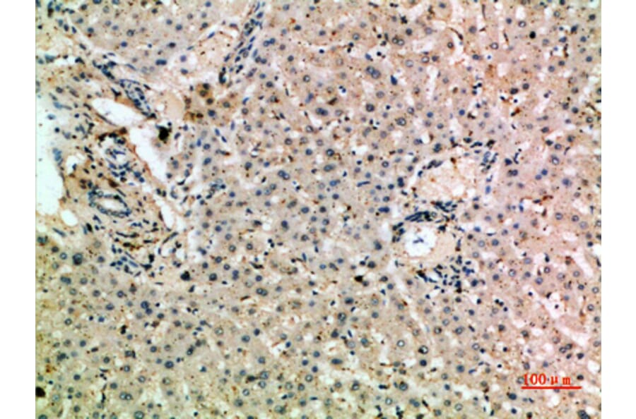 Immunohistochemistry - Anti-MSR1 Antibody (C30539) - Antibodies.com