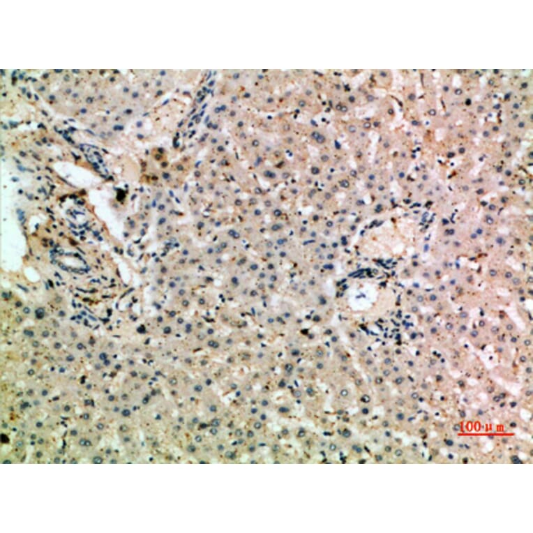 Immunohistochemistry - Anti-MSR1 Antibody (C30539) - Antibodies.com