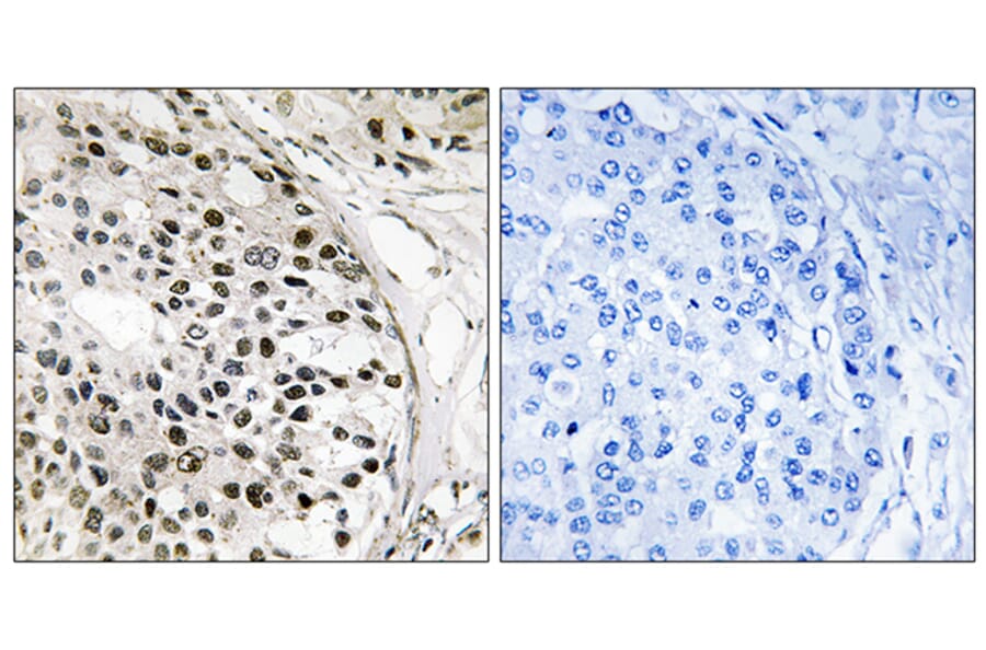 Immunohistochemistry - Anti-MNK1 Antibody (B8144) - Antibodies.com