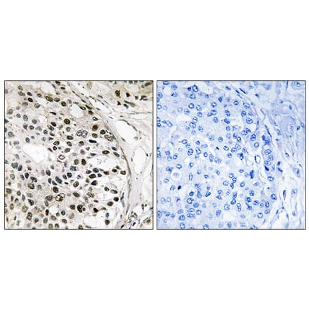 Immunohistochemistry - Anti-MNK1 Antibody (B8144) - Antibodies.com