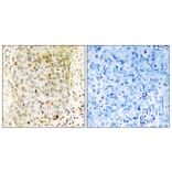 Immunohistochemistry - Anti-MLK3 Antibody (B8375) - Antibodies.com