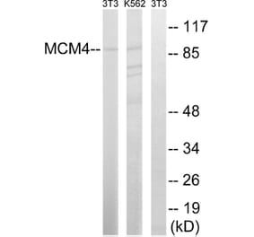 Western Blot - Anti-MCM4 Antibody (B0905) - Antibodies.com