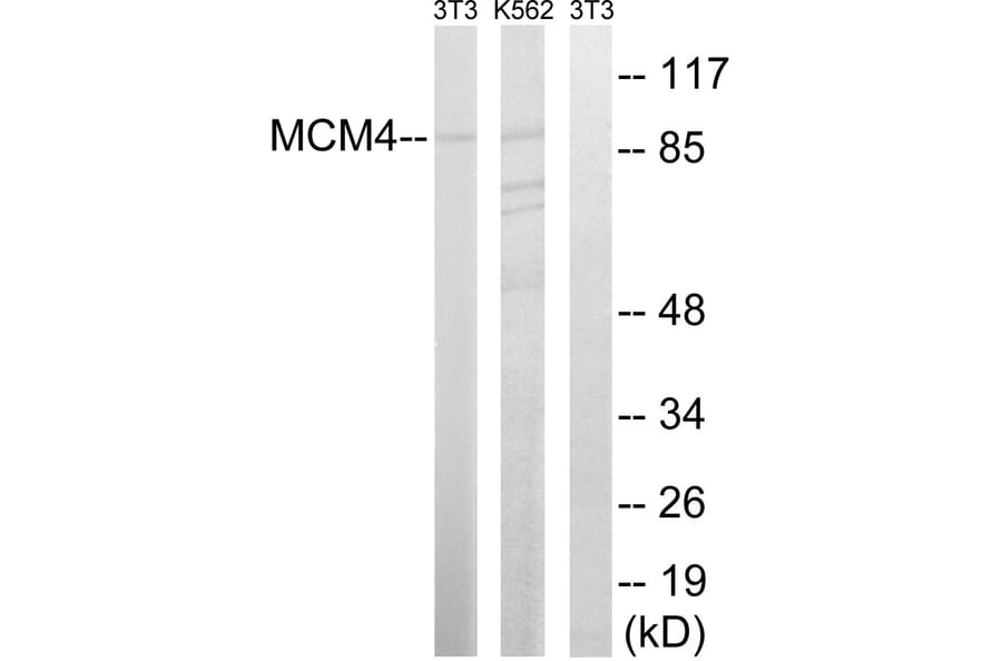 Western Blot - Anti-MCM4 Antibody (B0905) - Antibodies.com