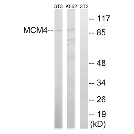 Western Blot - Anti-MCM4 Antibody (B0905) - Antibodies.com