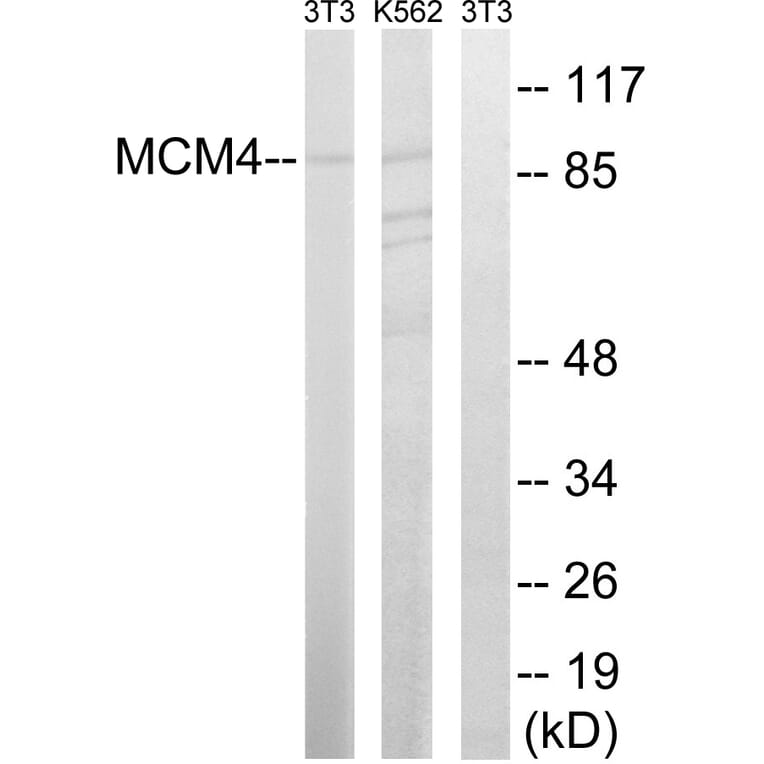 Western Blot - Anti-MCM4 Antibody (B0905) - Antibodies.com