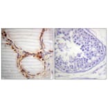 Immunohistochemistry - Anti-MCM4 Antibody (B0905) - Antibodies.com