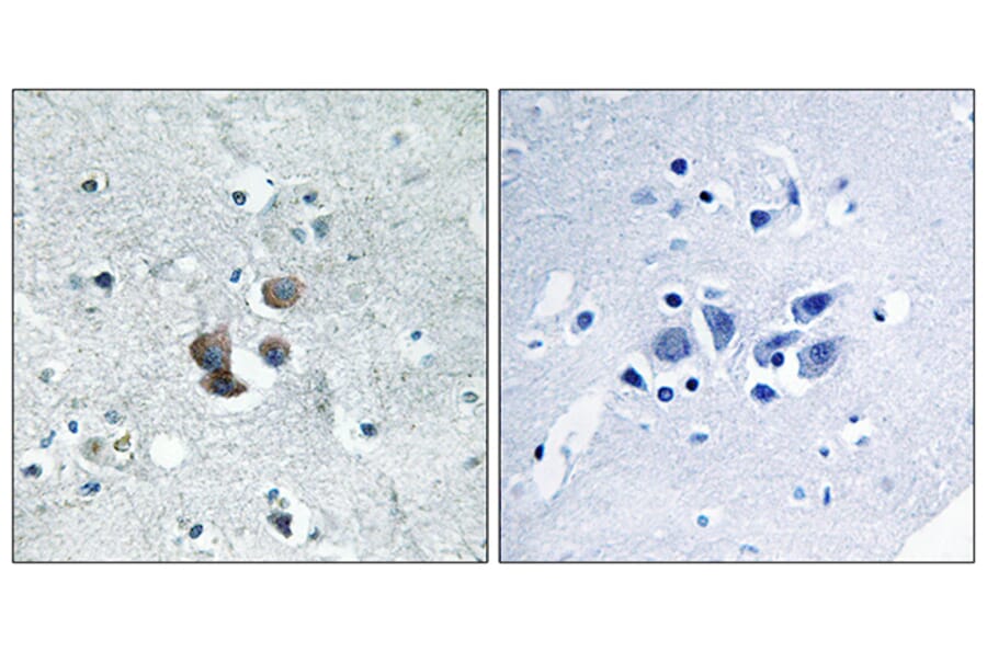 Immunohistochemistry - Anti-IBP7 Antibody (C12449) - Antibodies.com