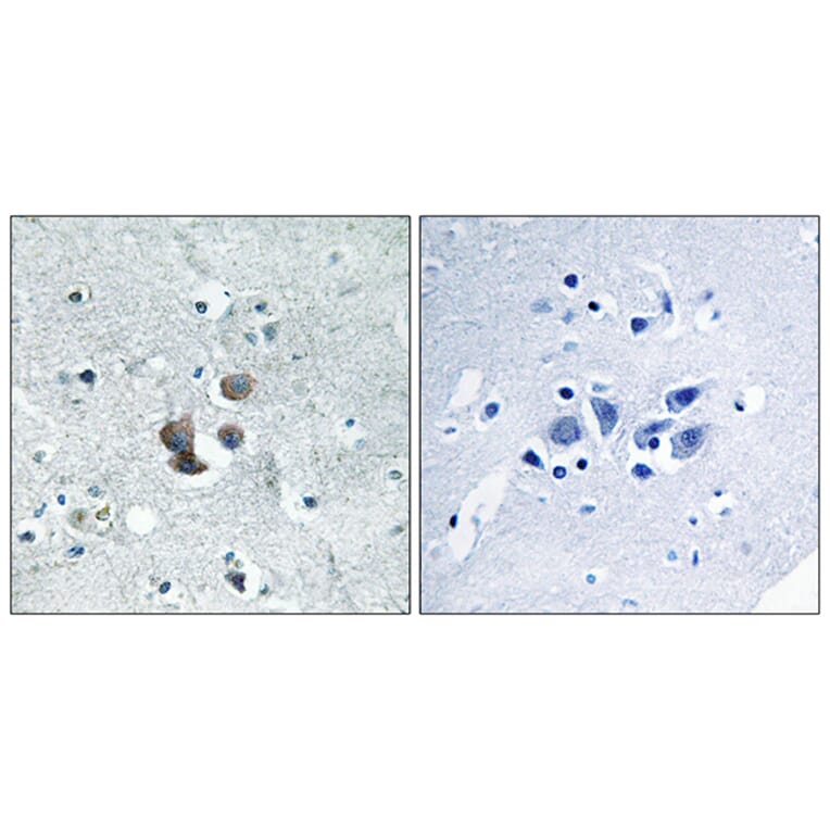 Immunohistochemistry - Anti-IBP7 Antibody (C12449) - Antibodies.com