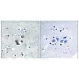 Immunohistochemistry - Anti-IBP7 Antibody (C12449) - Antibodies.com