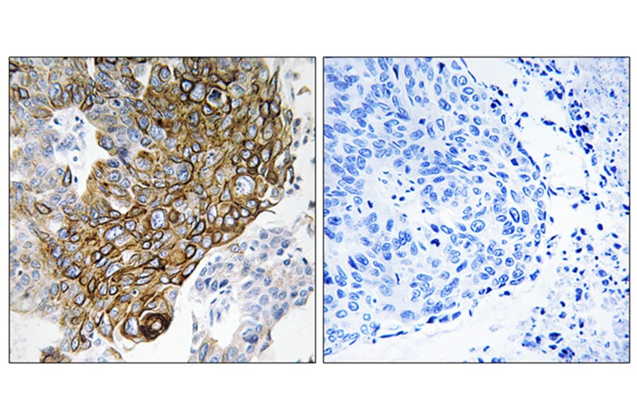 Immunohistochemistry - Anti-GJA3 Antibody (C15877) - Antibodies.com