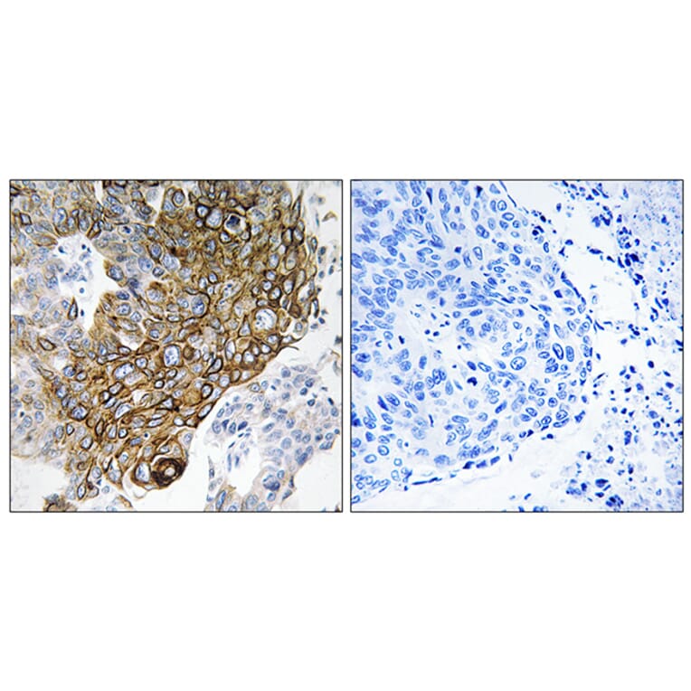 Immunohistochemistry - Anti-GJA3 Antibody (C15877) - Antibodies.com