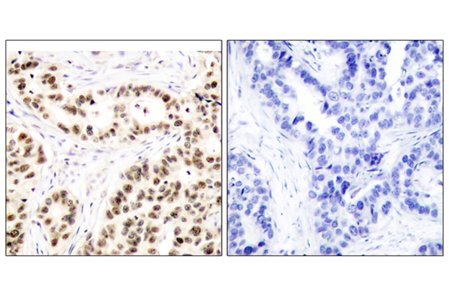 Immunohistochemistry - Anti-Elk1 Antibody (B7070) - Antibodies.com