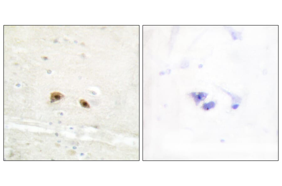 Immunohistochemistry - Anti-EGR3 Antibody (C10897) - Antibodies.com