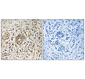 Immunohistochemistry - Anti-CIB2 Antibody (C10194) - Antibodies.com