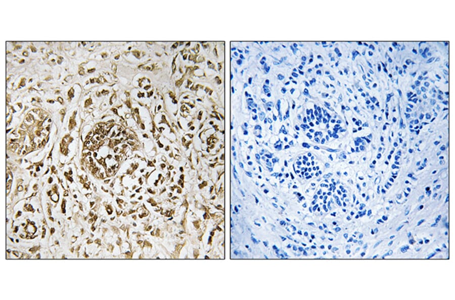 Immunohistochemistry - Anti-CIB2 Antibody (C10194) - Antibodies.com