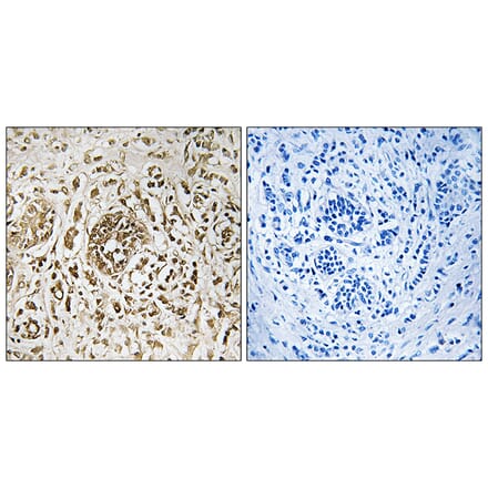 Immunohistochemistry - Anti-CIB2 Antibody (C10194) - Antibodies.com