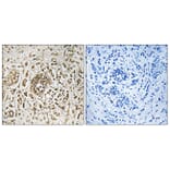 Immunohistochemistry - Anti-CIB2 Antibody (C10194) - Antibodies.com