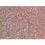 Immunohistochemistry - Anti-CHRD Antibody (C30892) - Antibodies.com