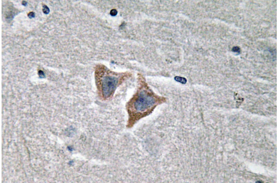 Immunohistochemistry - Anti-CD57 Antibody (R12-2080) - Antibodies.com
