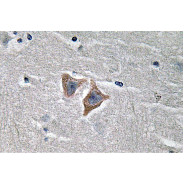 Immunohistochemistry - Anti-CD57 Antibody (R12-2080) - Antibodies.com