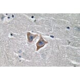 Immunohistochemistry - Anti-CD57 Antibody (R12-2080) - Antibodies.com