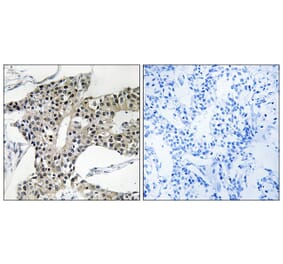 Immunohistochemistry - Anti-ARSK Antibody (C14573) - Antibodies.com