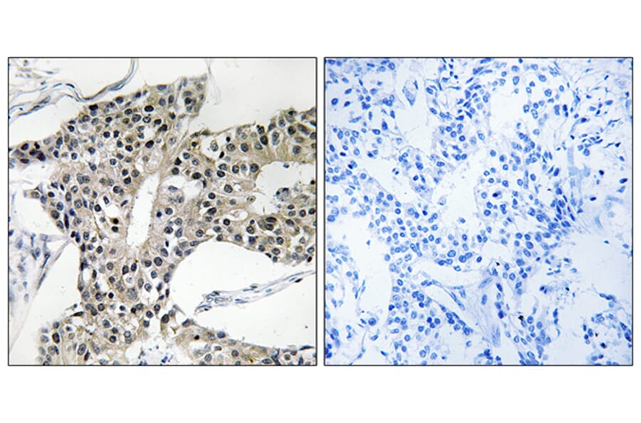 Immunohistochemistry - Anti-ARSK Antibody (C14573) - Antibodies.com