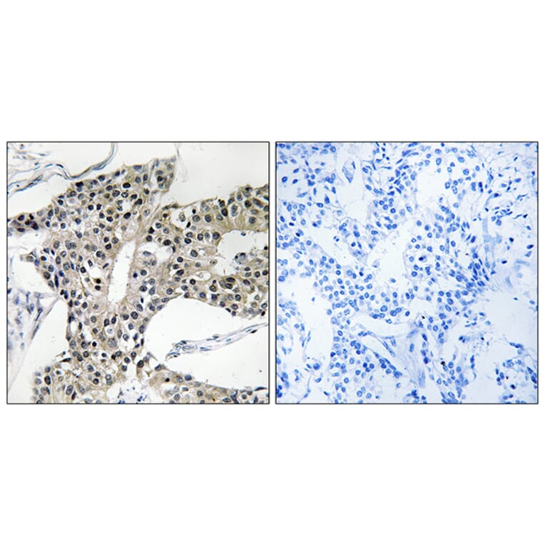 Immunohistochemistry - Anti-ARSK Antibody (C14573) - Antibodies.com