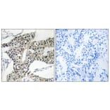 Immunohistochemistry - Anti-ARSK Antibody (C14573) - Antibodies.com