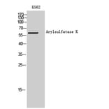 Western Blot - Anti-ARSK Antibody (C14573) - Antibodies.com