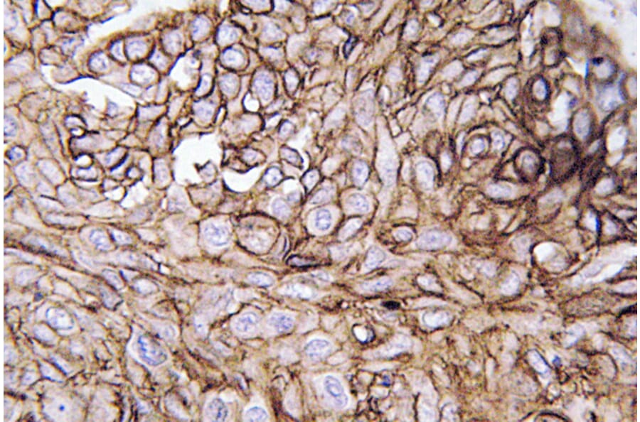 Immunohistochemistry - Anti-AQP3 Antibody (R12-2027) - Antibodies.com