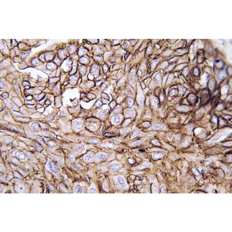 Immunohistochemistry - Anti-AQP3 Antibody (R12-2027) - Antibodies.com