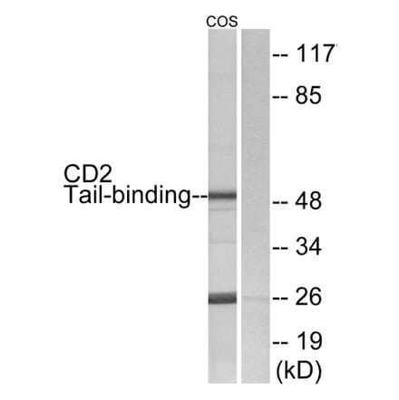 Western Blot - Anti-CD2 Tail-binding Antibody (C12146) - Antibodies.com