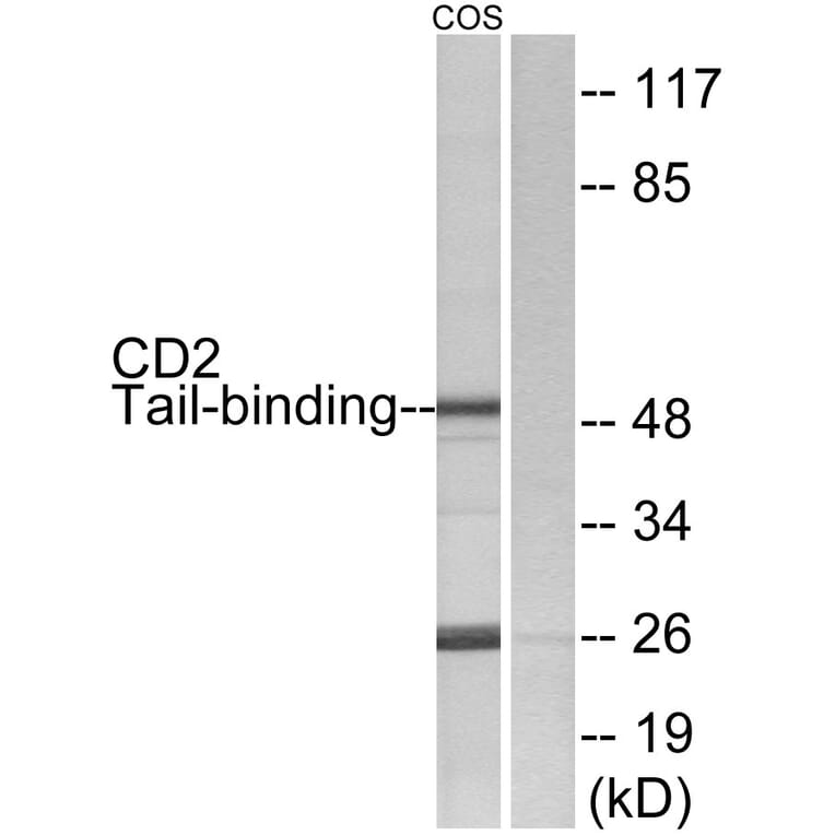 Western Blot - Anti-CD2 Tail-binding Antibody (C12146) - Antibodies.com