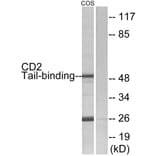 Western Blot - Anti-CD2 Tail-binding Antibody (C12146) - Antibodies.com