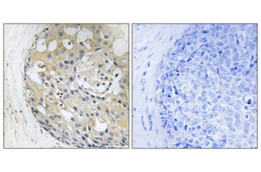 Immunohistochemistry - Anti-CD2 Tail-binding Antibody (C12146) - Antibodies.com