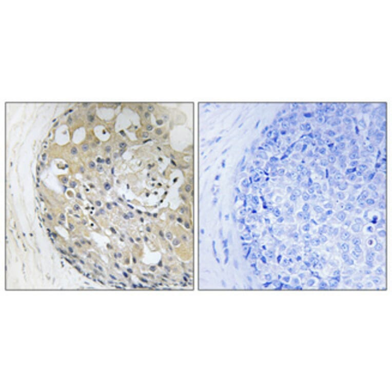 Immunohistochemistry - Anti-CD2 Tail-binding Antibody (C12146) - Antibodies.com