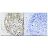 Immunohistochemistry - Anti-CD2 Tail-binding Antibody (C12146) - Antibodies.com