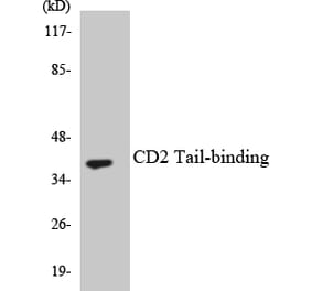 Western Blot - Anti-CD2 Tail-binding Antibody (R12-2586) - Antibodies.com