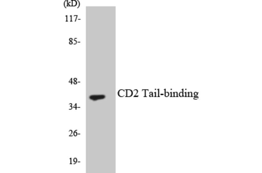Western Blot - Anti-CD2 Tail-binding Antibody (R12-2586) - Antibodies.com